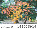 紅葉したモミジ 141926916