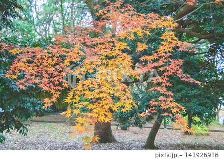 紅葉したモミジ 紅葉したモミジ 141926916