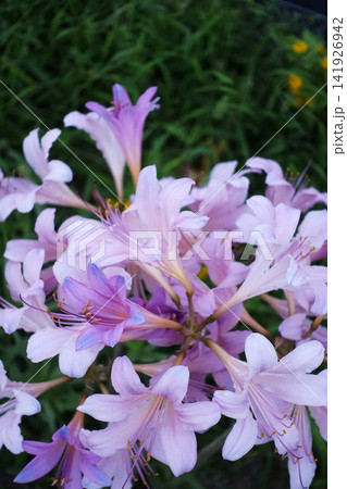 夏8月野に咲いたナツズイセンの薄ピンク色の花 141926942