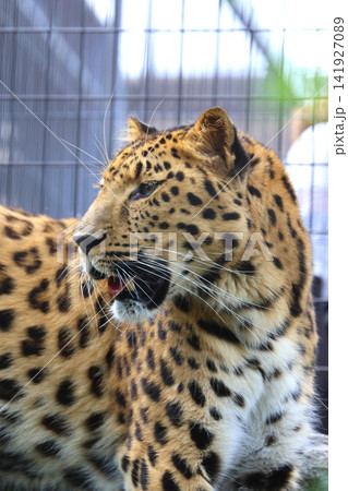 アムールヒョウ・旭山動物園(北海道・旭川市) アムールヒョウ・旭山動物園(北海道・旭川市) 141927089