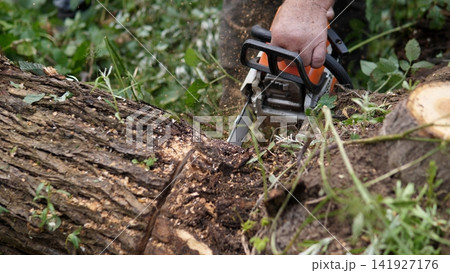 Hand grips chainsaw while cutting thick fallen trunk on forest floor, with fresh sawdust spraying through green undergrowth, rough bark, moss, branches, and natural outdoor light Hand grips chainsaw while cutting thick fallen trunk on forest floor, with fresh sawdust spraying through green undergrowth, rough bark, moss, branches, and natural outdoor light 141927176