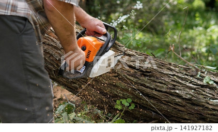 Hands of worker operating orange chainsaw on large fallen tree trunk in wooded area, with flying sawdust, rough bark texture, green background foliage, and natural outdoor light Hands of worker operating orange chainsaw on large fallen tree trunk in wooded area, with flying sawdust, rough bark texture, green background foliage, and natural outdoor light 141927182