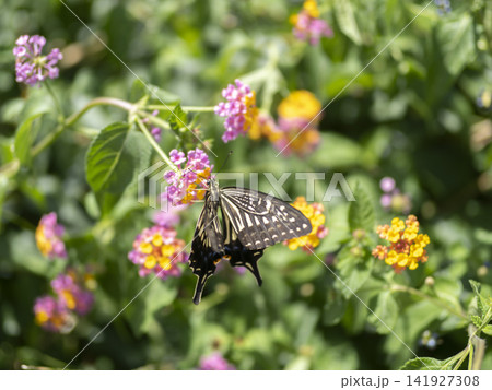 ランタナの蜜を吸うアゲハチョウ ランタナの蜜を吸うアゲハチョウ 141927308
