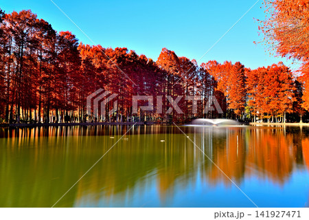 晩秋の別所沼公園 紅葉した落葉針葉樹の映り込み 長秒撮影 晩秋の別所沼公園 紅葉した落葉針葉樹の映り込み 長秒撮影 141927471