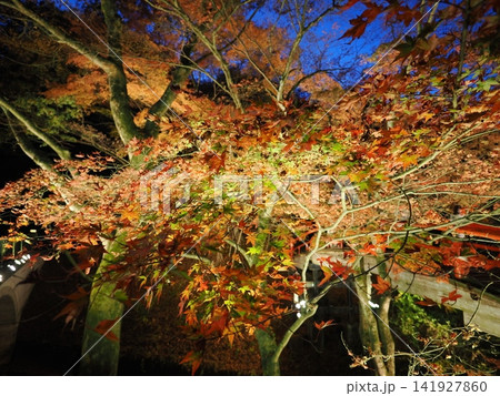 群馬県 伊香保 河鹿橋の紅葉 群馬県 伊香保 河鹿橋の紅葉 141927860