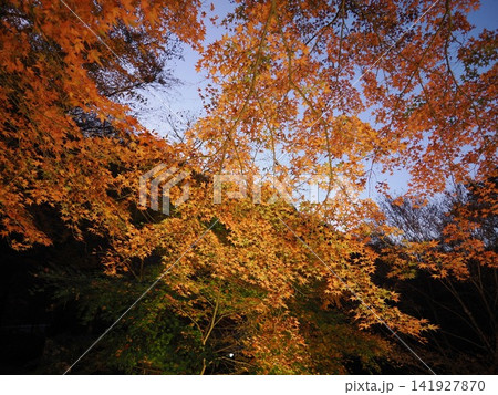 群馬県 伊香保 河鹿橋の紅葉 群馬県 伊香保 河鹿橋の紅葉 141927870