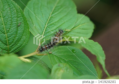 葉についた毛虫 葉についた毛虫 141928281