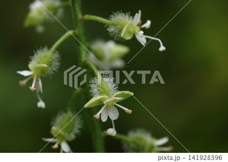 自然 植物 ミズタマソウ、長めの花柄に付く花。額片の下の子房には鈎型に曲がった細かい毛がびっしり 自然 植物 ミズタマソウ、長めの花柄に付く花。額片の下の子房には鈎型に曲がった細かい毛がびっしり 141928396
