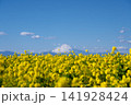 春の菜の花畑と冠雪した富士山 141928424