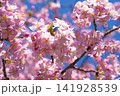 青空に映える満開の桜 141928539