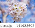 青空に映える桜 141928602