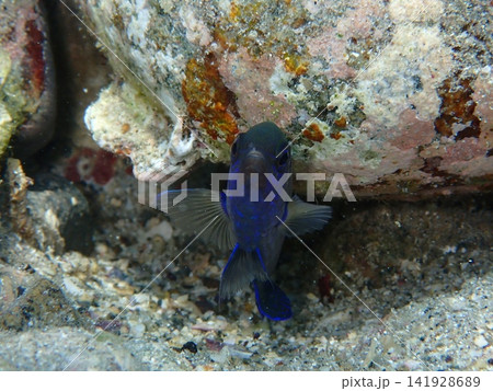 岩陰に佇むソラスズメダイの水中写真 141928689