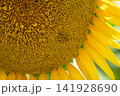 クローズアップした向日葵と蜜蜂 141928690