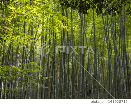 夏の京都嵐山竹林の小径 夏の京都嵐山竹林の小径 141928715