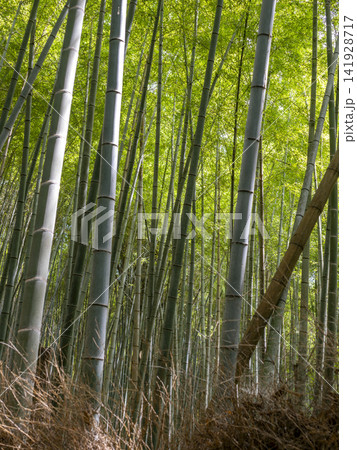夏の京都嵐山竹林の小径 141928717