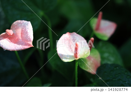 季節の花 季節の花 141928774