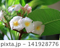 季節の花 141928776
