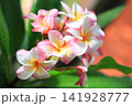 季節の花 141928777