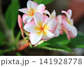 季節の花 141928778