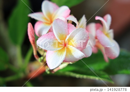 季節の花 季節の花 141928778