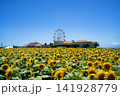 ひまわりの丘に広がる青空と雲 141928779