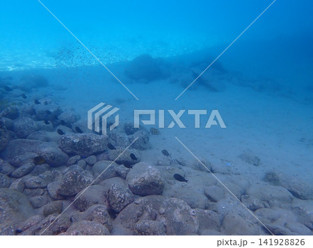 岩場と砂地を泳ぐニザダイ類(幼魚)の群れ 岩場と砂地を泳ぐニザダイ類(幼魚)の群れ 141928826