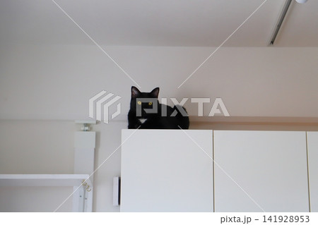 戸棚の上に座る黒猫 戸棚の上に座る黒猫 141928953