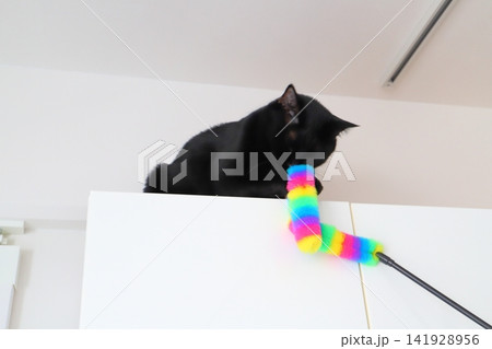 戸棚の上で遊ぶ黒猫 戸棚の上で遊ぶ黒猫 141928956