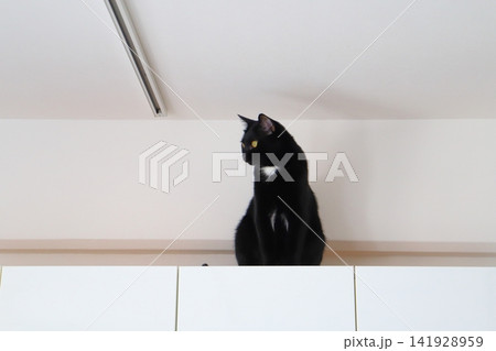戸棚の上に座る黒猫 戸棚の上に座る黒猫 141928959