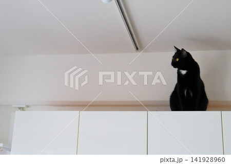 戸棚の上に座る黒猫 141928960