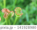 季節の花 141928980