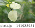 季節の花 141928981