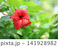 季節の花 141928982
