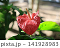 季節の花 141928983