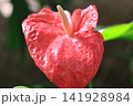 季節の花 141928984