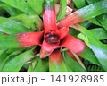 季節の花 141928985
