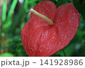 季節の花 141928986