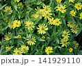 季節の花 141929110