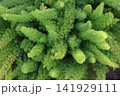 季節の花 141929111