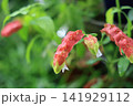 季節の花 141929112