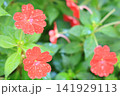 季節の花 141929113