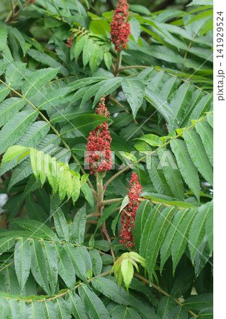 Red Staghorn Sumac Berries and Green Leaves with Water Drops Red Staghorn Sumac Berries and Green Leaves with Water Drops 141929524