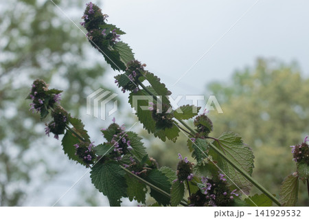 Blooming Motherwort Wild Medicinal Plant Growing Near Blue Metal Fence Blooming Motherwort Wild Medicinal Plant Growing Near Blue Metal Fence 141929532