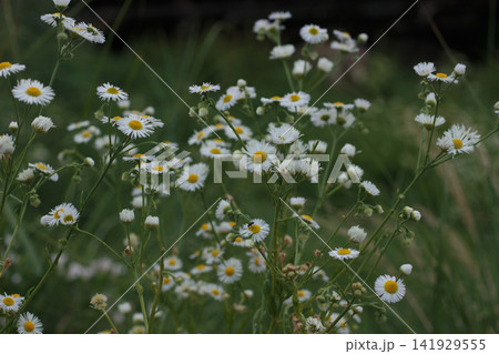 Wild White Chamomile Daisy Flowers Blooming in Green Summer Field 141929555