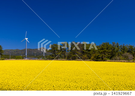 青森県上北郡横浜町吹越 菜の花の名所の満開の菜の花畑と風力発電の風車の景色 青森県上北郡横浜町吹越 菜の花の名所の満開の菜の花畑と風力発電の風車の景色 141929667