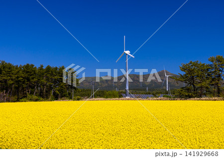 青森県上北郡横浜町吹越　菜の花の名所の満開の菜の花畑と風力発電の風車の景色 141929668