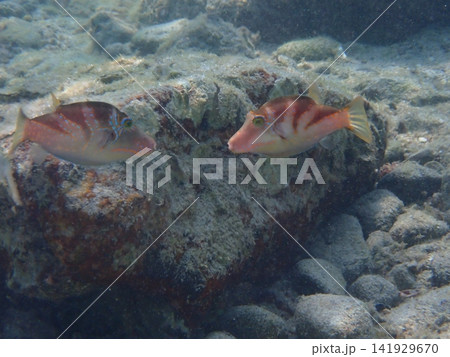 岩場を泳ぐハナキンチャクフグの水中写真 141929670