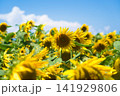 向日葵畑 141929806