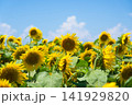 ひまわり畑 141929820