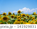 夏の青空とひまわり 141929831